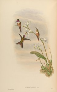 Doricha lyrura = Calliphlox evelynae 作： John Gould